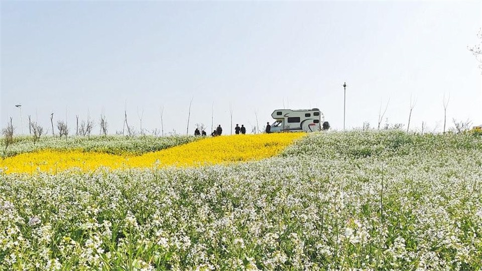  在河南，有這樣一個(gè)村莊——田野里開(kāi)滿“致富花”
