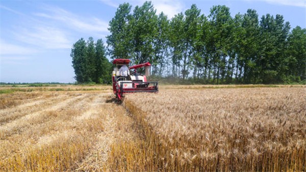 小滿丨麥粒漸滿豐收在望（河南麥收新圖景）