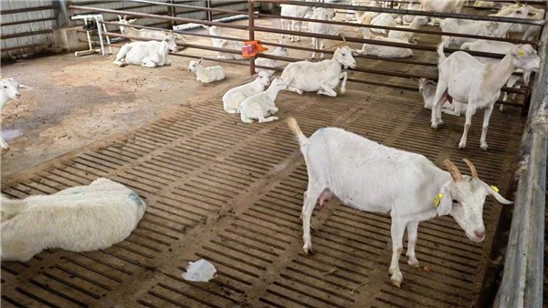 鄉村振興看河南丨沈丘縣：帶你認識最標準的山羊胡