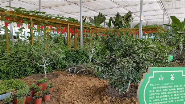 鄉村振興看河南丨舞陽縣：這樣種田你見過嗎？