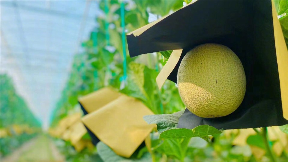 鄉村振興看河南丨商丘睢縣：這里的蜜瓜都是獨生子