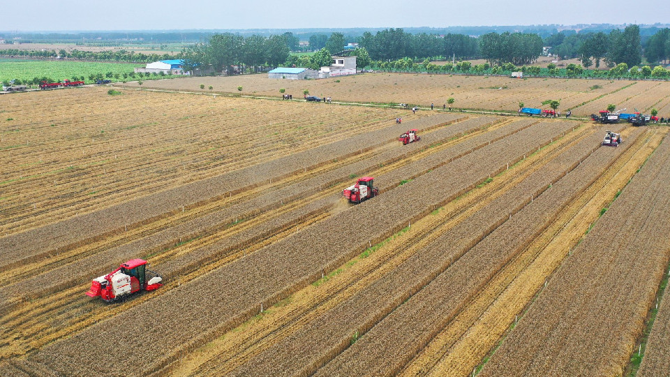 組圖丨河南各地奮戰“三夏”搶收忙