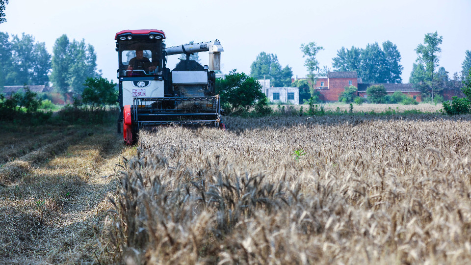 信陽光山:“三夏”時節小麥搶收忙
