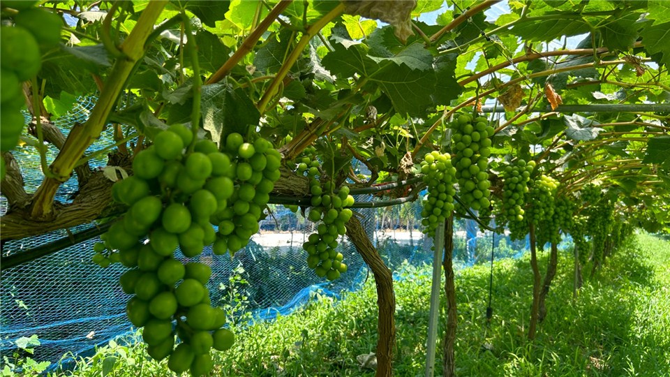 鄉村振興看河南丨點“土”成“金” 濮陽這些村子搖身