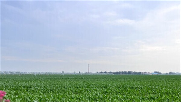 【鄉村振興看河南】從種子到餐桌 中原農谷從“芯”出